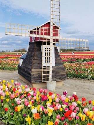 Tulip Experience Amsterdam