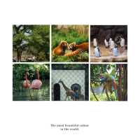 六福村野生動物園：近距離欣賞珍稀動物，親子娛樂的理想去處