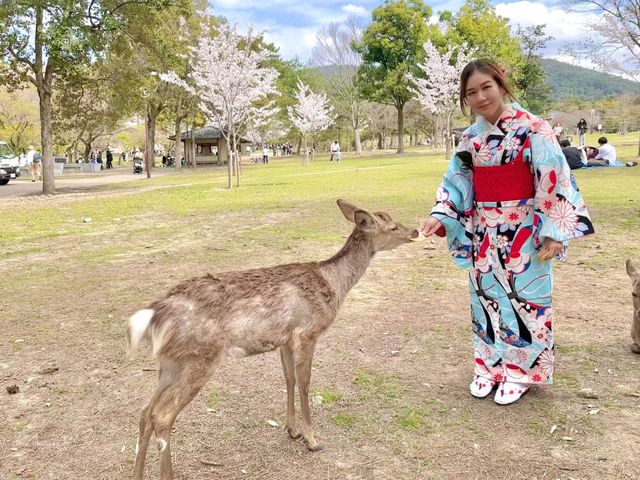 🌸 ซากุระบานที่สวนกวางนารา 🌸