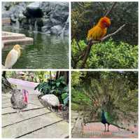 吉隆坡飛禽公園：多種鳥類、貓頭鷹、孔雀、鸚鵡，親近大自然的好去處