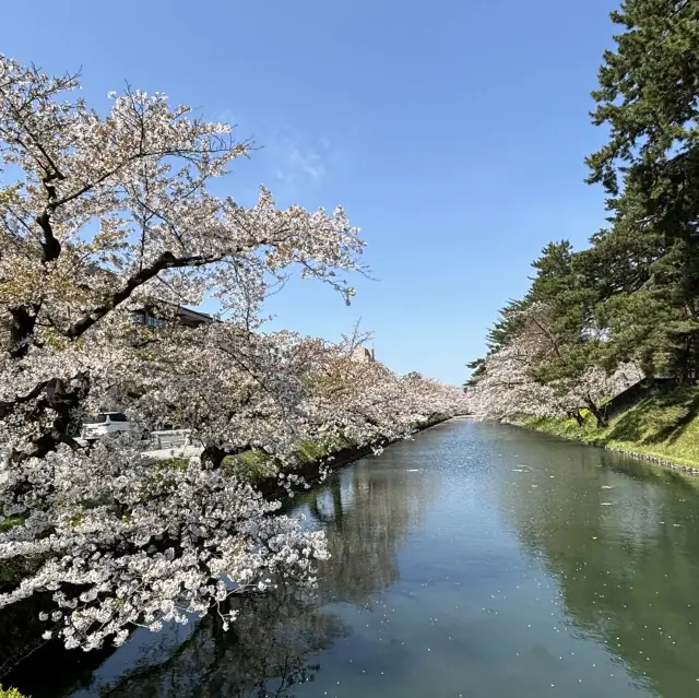 Sakura at Hirosaki Castle