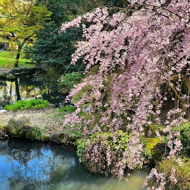 🌸 Flowering at Toyama Family Park 🇯🇵