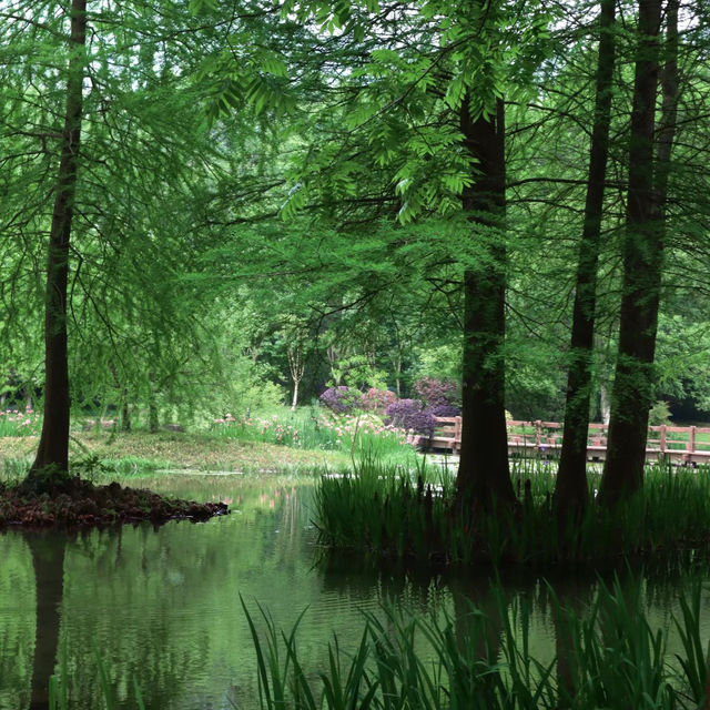 湊山公園：春天好去處，感受日式風韻