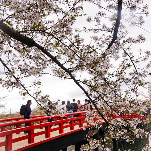 【青森】東北随一の桜スポット！弘前公園