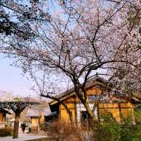 Cherry Blossoms At Nami Island