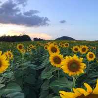 Kyao Yai Famous Sunflower field - Rai Manee Sorn