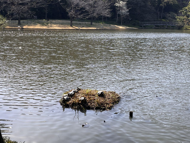 三渓園@横浜🌲