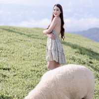 เที่ยวฟาร์มแกะ.. Akha Farmville