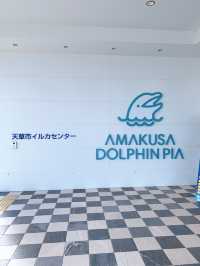 【天草観光】イルカに会える可能性90%以上🐬天草イルカウォッチング🐬