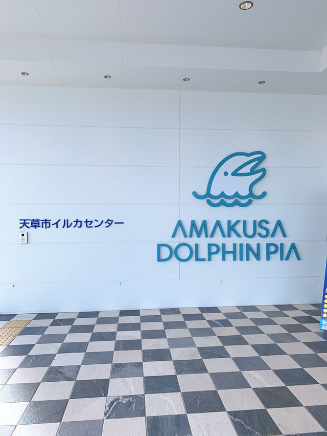 【天草観光】イルカに会える可能性90%以上🐬天草イルカウォッチング🐬