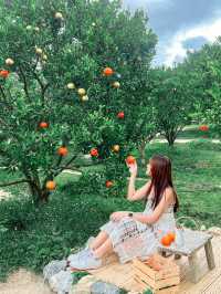 สวนส้มเชียงใหม่ แต่บรรยากาศเกาหลีเกาใจสุด🍊