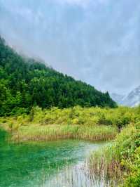 【四川】九寨溝之犀牛海、老虎海：春雨籠罩的湖光山色畫卷