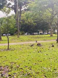 🇸🇬 Nature walk at Lower Peirce Reservoir Park, Singapore
