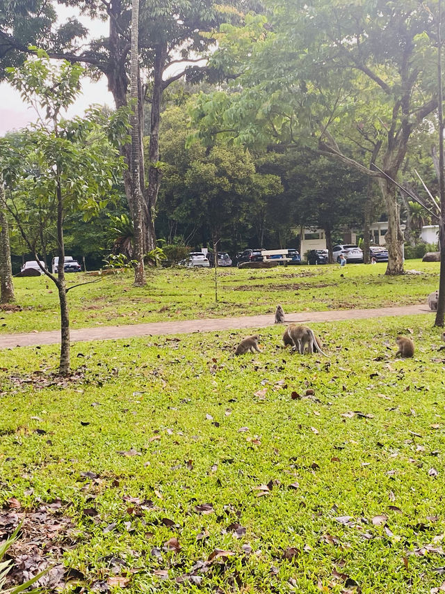 🇸🇬 Nature walk at Lower Peirce Reservoir Park, Singapore