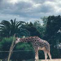 【墨爾本動物園】珍稀動物近距離觀察，週末適合遊覽