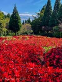 雄大な山々をバックに四季折々の花が咲く、くじゅう花公園