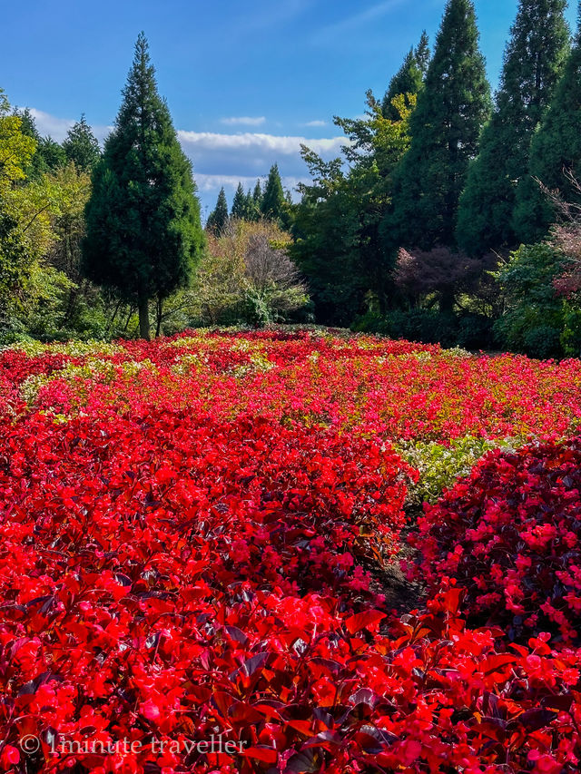 雄大な山々をバックに四季折々の花が咲く、くじゅう花公園