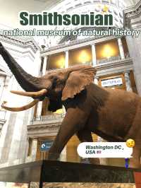 Smithsonian national museum of natural history 