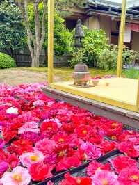 【島根】期間限定の絶景の庭園🌼 🌸【由志園の牡丹祭り】🌸