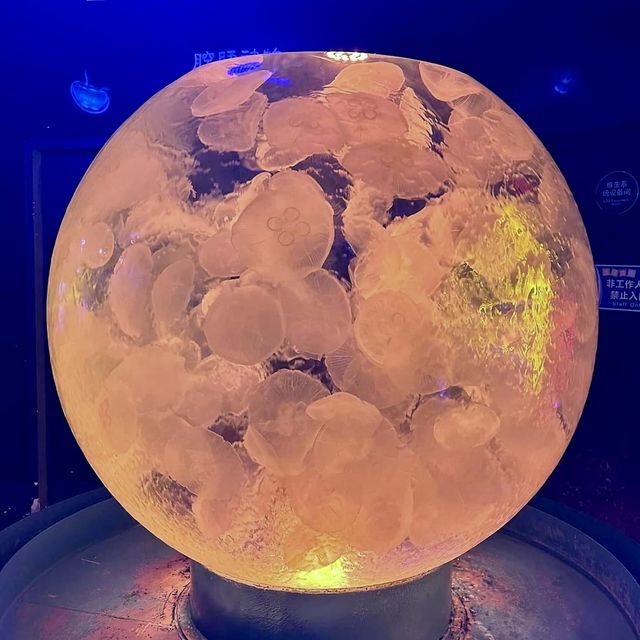 水母秘景-20米長炫彩水母長廊，看得令人如痴如醉