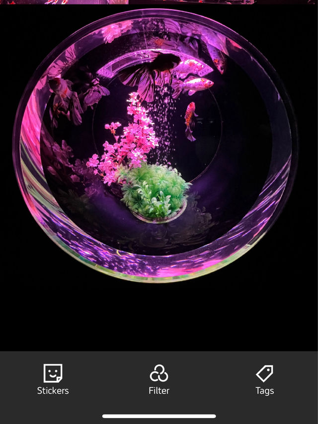 Mesmerising Art Aquarium Museum in Tokyo, Japan 🐠