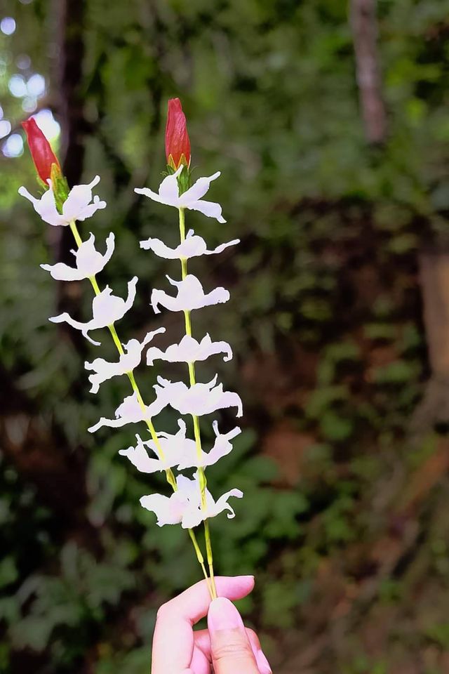 วัดสมเด็จ(เก่า) กาญจนบุรี