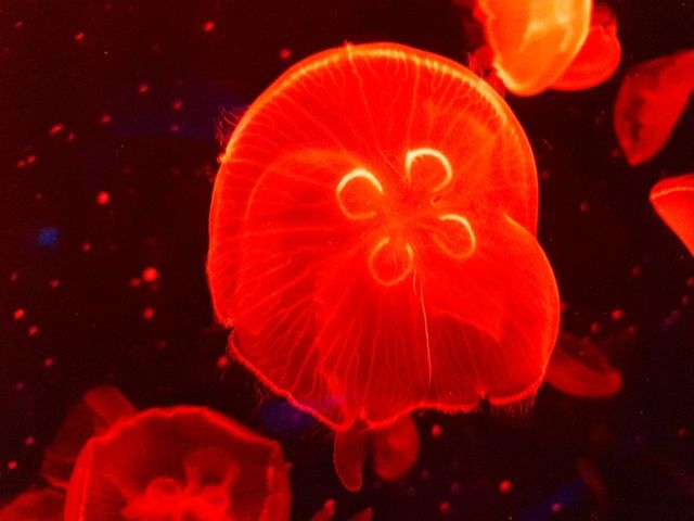 부산 여행 필수코스! : 🐠씨라이프부산아쿠아리움