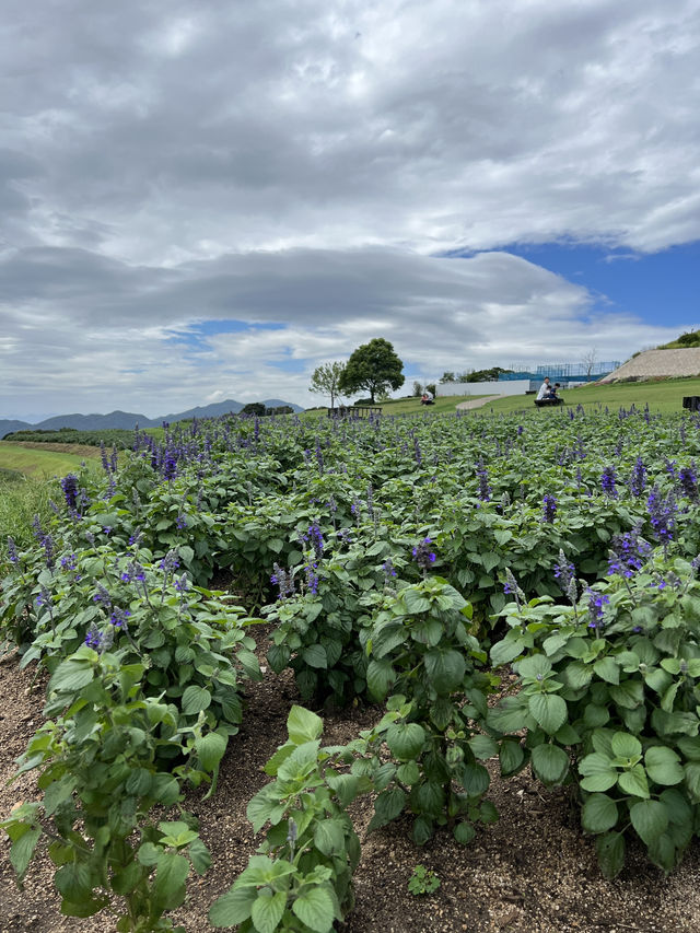 兵庫縣立公園淡路花SAJIKI‼️免費🆓賞花好地方🤩大片薰衣草花田