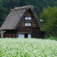 Shirakawa go หน้าร้อนก็สวยไม่แพ้ฤดูอื่นนะคะ