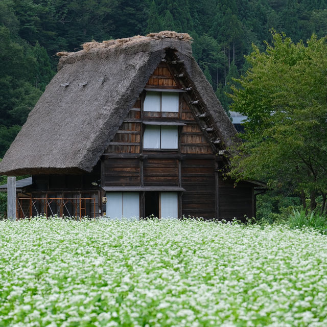 Shirakawa go หน้าร้อนก็สวยไม่แพ้ฤดูอื่นนะคะ