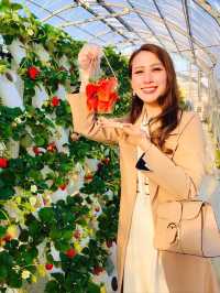マザー牧場で いちご狩り🍓🍓🍓