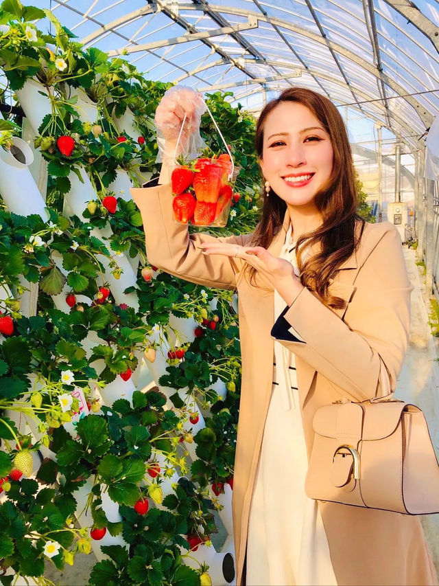 マザー牧場で いちご狩り🍓🍓🍓