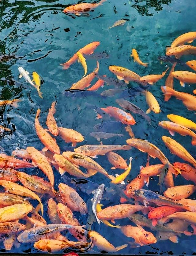 A Purification Rituals at Tirta Empul, absolutely a spiritually enlightening experience!