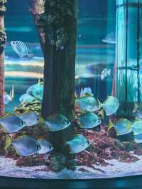 海外のアニメみたいな世界観！ケアンズで行きたい水族館