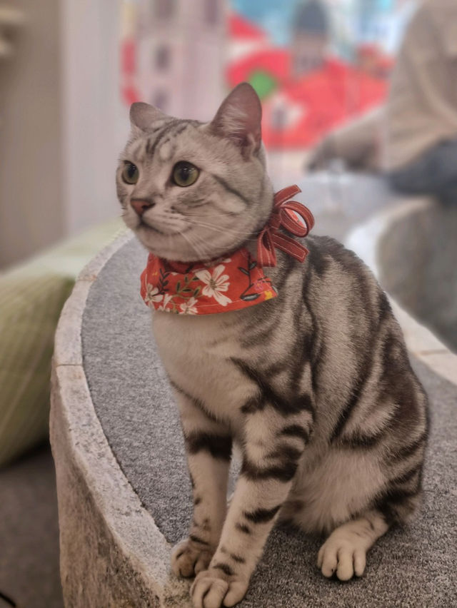🐱🐈명동 사랑과 빛이 가득한 고양이 카페, 루프캣미