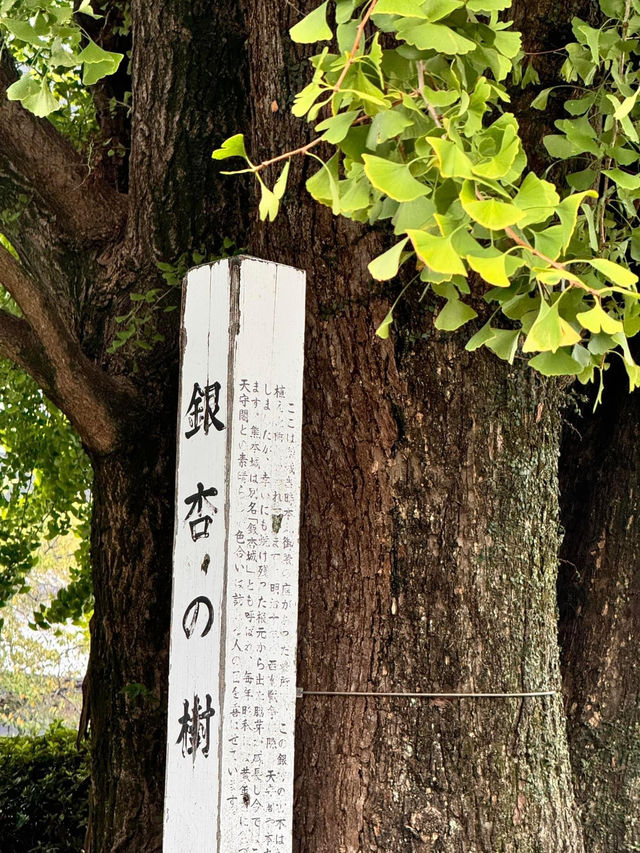 熊本自遊行😬必到行程之選😍熊本城🫡