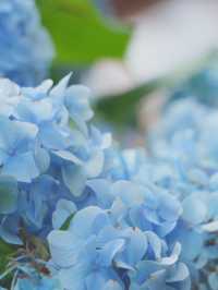【神奈川/鎌倉】紫陽花の名所‼︎明月院ブルー‼︎