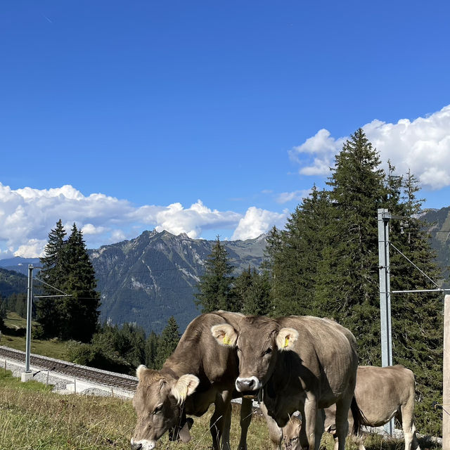 列車で国内周遊の旅🇨🇭