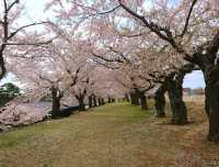 【五稜郭公園:北海道函館市】春には綺麗な桜が見れる五稜郭公園🌸