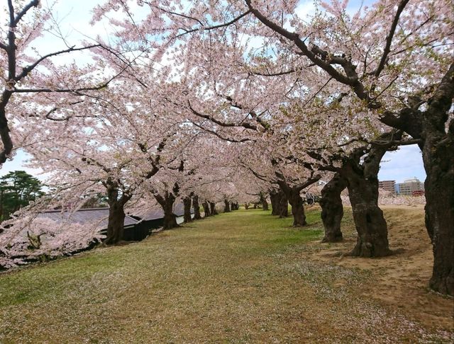 【五稜郭公園:北海道函館市】春には綺麗な桜が見れる五稜郭公園🌸