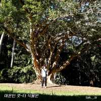 호주 브리즈번 마운틴 쿳-타 전망대와ㅡ식물원🇦🇺