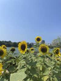 Fukuoka Art Museum & Ohori Park