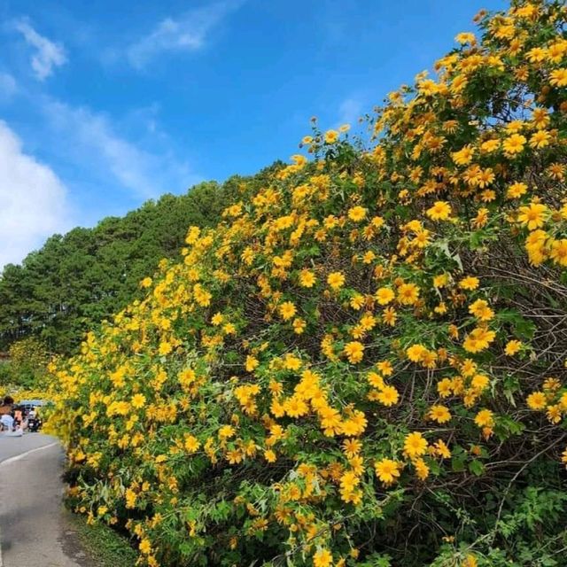 เทศกาลทุ่งดอกบัวตอง ตำบลแม่อูคอ แม่ฮ่องสอน🌼
