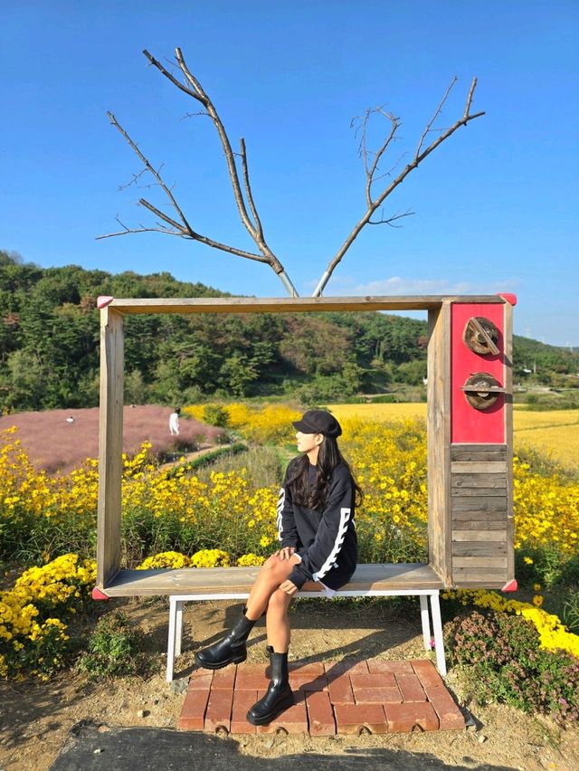 노랑 핑크물결이 가을가을한 기장 광산마을🩷