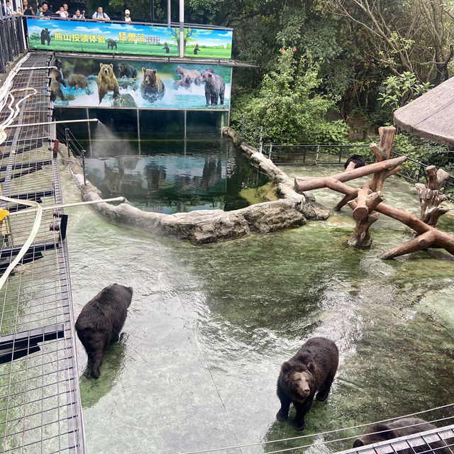 🐘🦍令人難忘的深圳野生動物園🦁