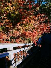 🍁เดินเที่ยว Kawaguchiko-ohashi Bridge กันค่ะ
