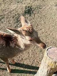大阪｜奈良公園｜與小鹿互動🦌