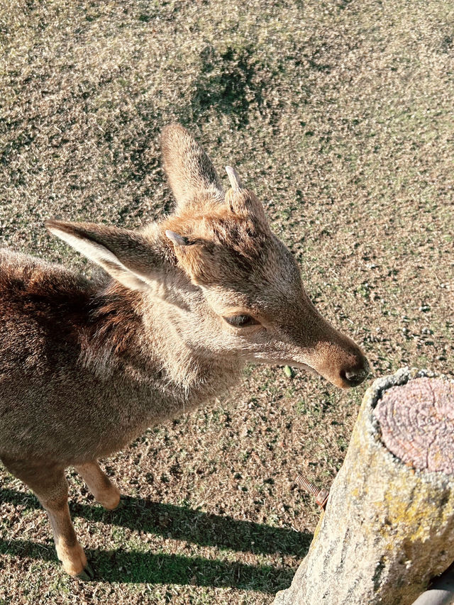大阪｜奈良公園｜與小鹿互動🦌