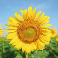 นครสวรรค์ก็มีทุ่งดอกทานตะวันน๊า!! 🌻🌻