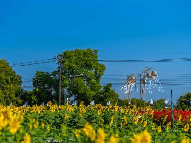 ชมทุ่งทานตะวันใกล้กรุงเทพฯ ปทุมธานี ลาดหลุมแก้ว